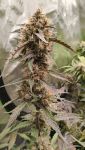 Instagram Guava Runtz Auto™