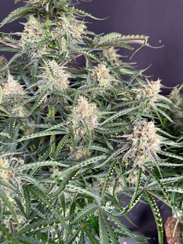 Instagram Northern Lights Auto