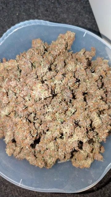 Instagram Mango Cherry Runtz Auto