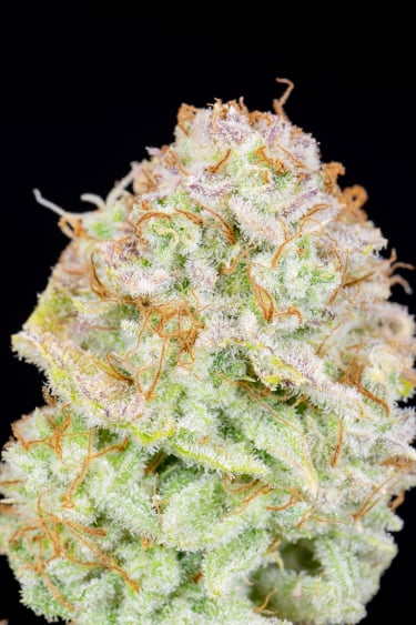 Instagram Strawberry Banana Auto