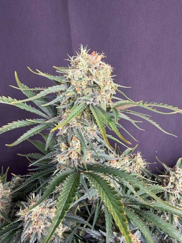 Instagram White Widow Auto