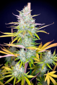 Instagram Pound Cake Auto™