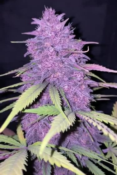 Banana Purple Punch Auto