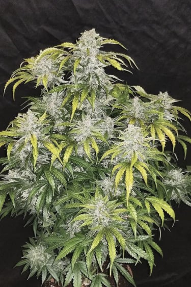 Instagram CBD Auto 11 CBD Crack