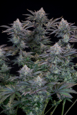 Instagram Gorilla Cookies FF