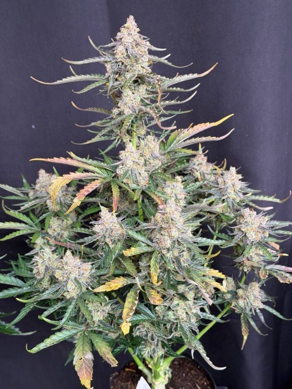 Instagram Big Bud Auto