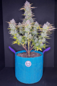 Instagram Gorilla Cookies Auto