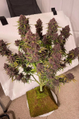 Instagram Banana Purple Punch Auto