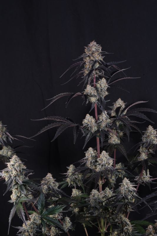 Instagram Lemon Cherry Sundae Auto