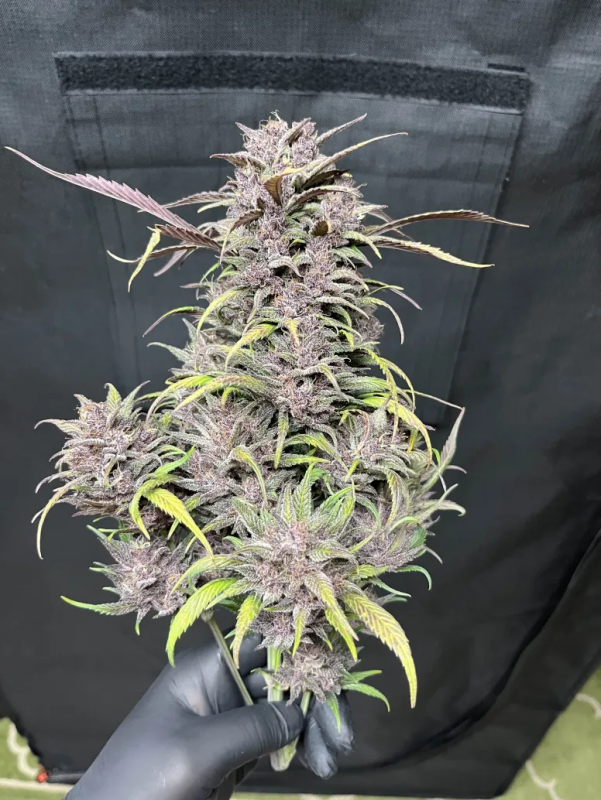 Instagram Strawberry Gorilla Auto