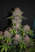 Instagram Lemon Cherry Cookies Auto