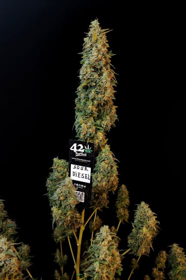 Instagram Sour Diesel Auto