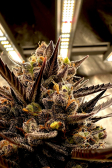 Instagram Pound Cake Auto™