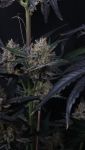 Instagram Guava Runtz Auto™