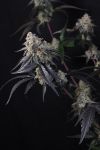Instagram Lemon Cherry Sundae Auto™