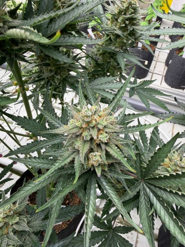 Instagram OG Kush Auto