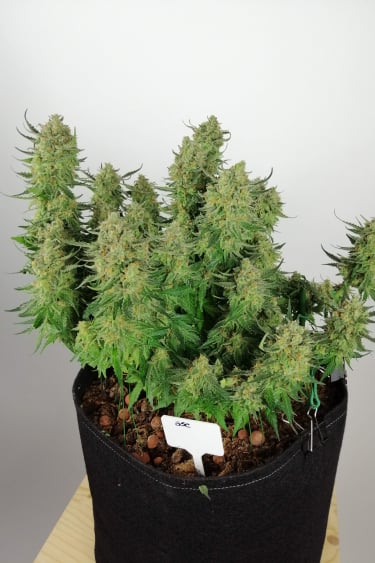 Instagram Girl Scout Cookies Auto