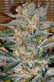 Instagram Gorilla Cookies FF