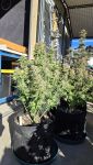 Instagram Papaya Cookies Auto™