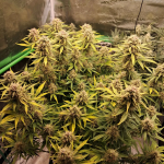 Instagram Lemon Cherry Sundae Auto™