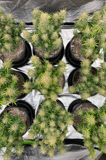 Instagram Bruce Banner Auto