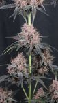 Instagram Mango Cherry Runtz Auto™