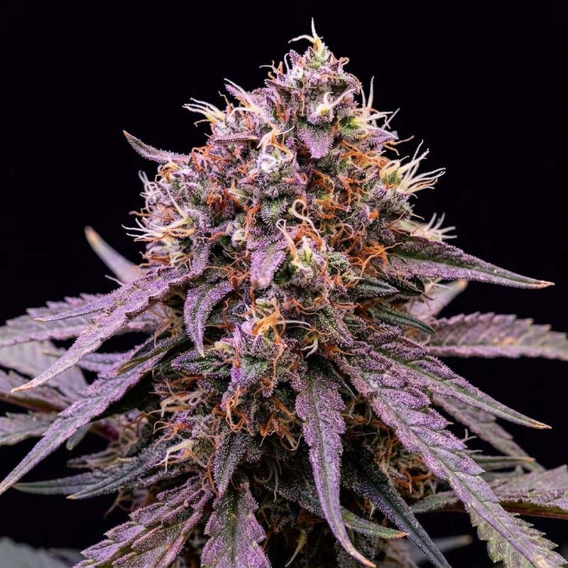 AUTO | Guava Runtz Auto™