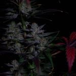 Instagram Banana Guava Auto™