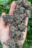 Instagram Purple Punch Auto