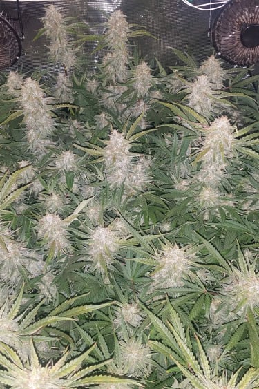 Instagram Pineapple Express Auto