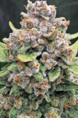 Instagram Papaya Cookies Auto™