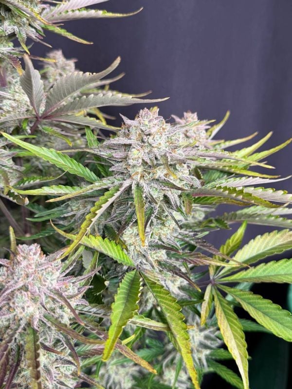 Instagram Cinderella Auto