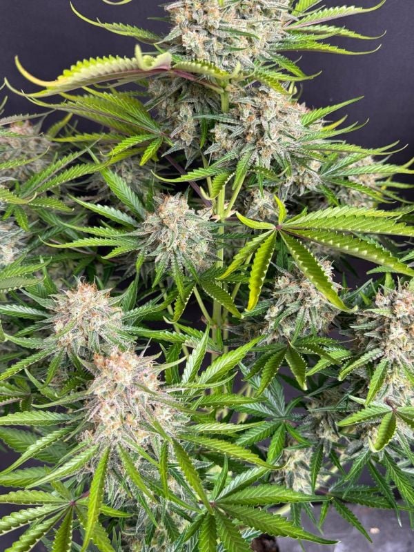 Instagram Cinderella Auto