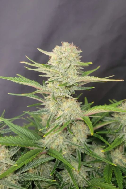 Instagram Strong Strains Trial Pack