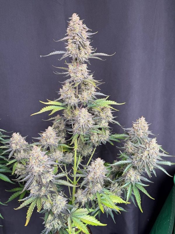 Instagram Afghan Kush Auto