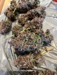 Instagram Purple Haze Auto™