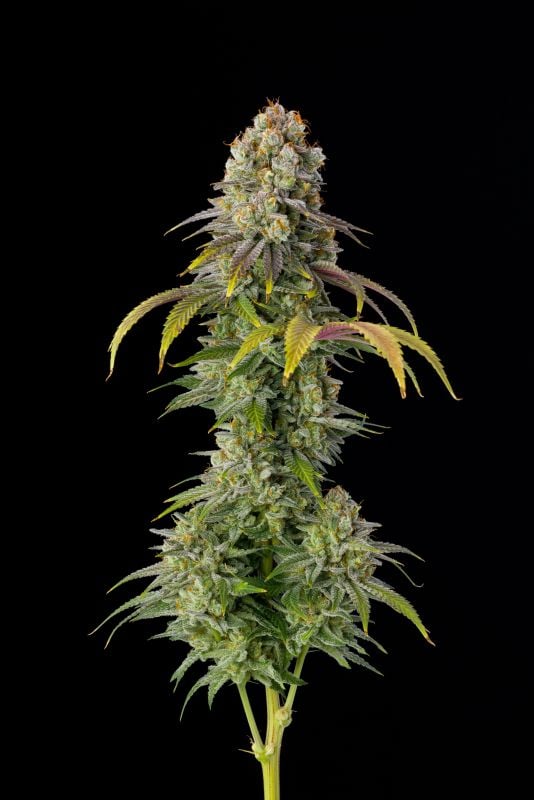 Instagram Mix Pack FF