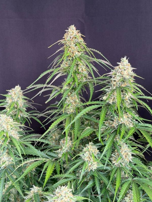 Instagram Jack Herer Auto