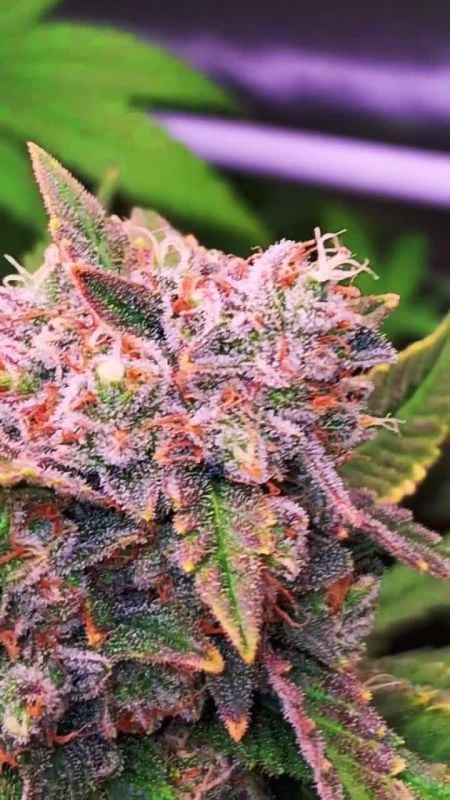 Mendo Frost Auto @blakx89 IG 