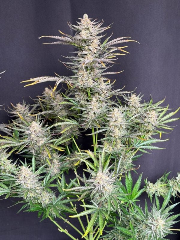Instagram Cheese Auto
