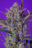 Instagram Gorilla Cookies Auto