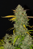 Instagram Gelato Auto