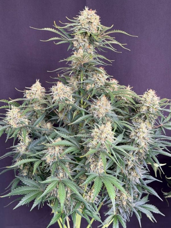 Instagram White Widow Auto