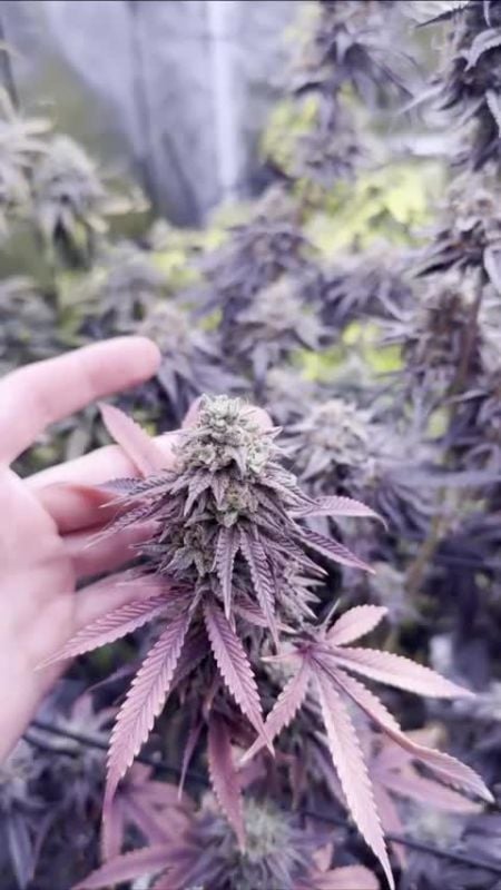 Lemon Cherry Runtz @jay_migo508 DIS 5