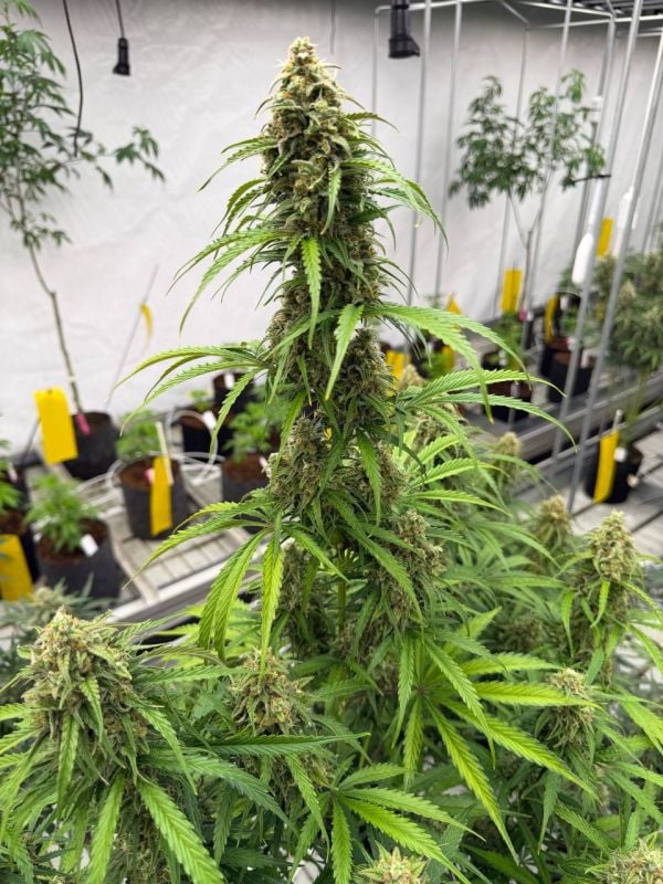 Instagram Jack Herer Auto