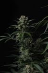 Instagram Banana Cherry Cookies Auto™