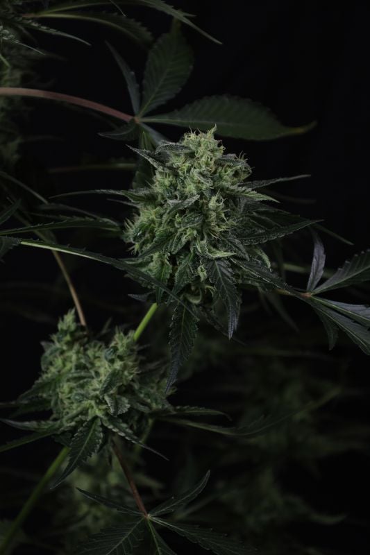 Instagram Banana Guava Auto