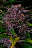 Instagram Purple Haze Auto™