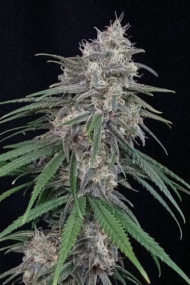 Instagram Wedding Cheesecake FF