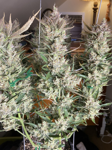 Instagram Mimosa Cake Auto